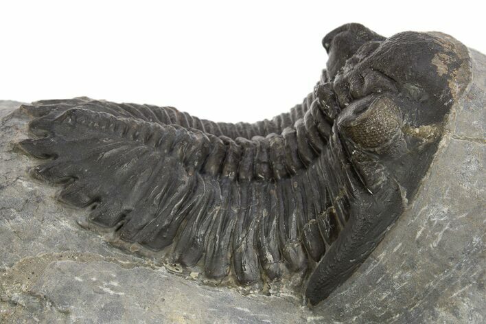 Detailed Hollardops Trilobite Fossil - Ofaten, Morocco #325973